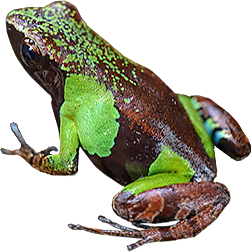 Guibé's Mantella